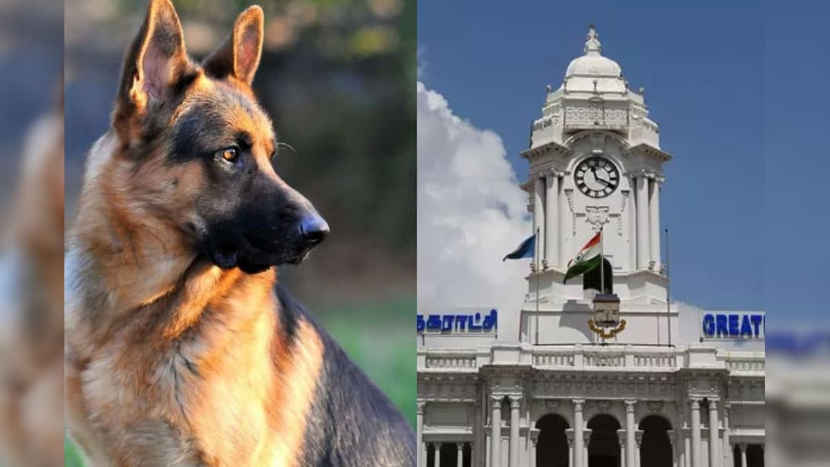 ஒருவர் எத்தனை செல்லப் பிராணிகள் வேண்டுமானலும் வளர்க்கலாம்.. சென்னை மாநகராட்சி விளக்கம்! | தமிழ்நாடு - News18 தமிழ்