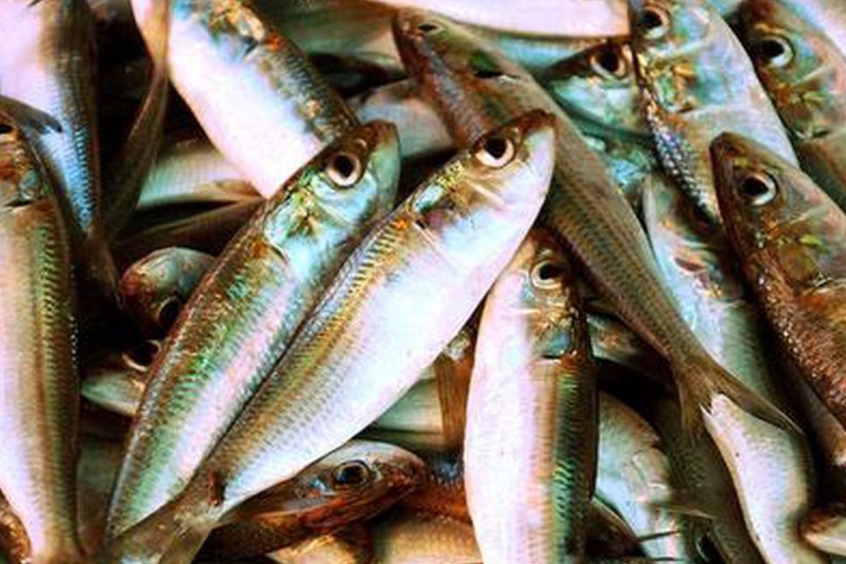 சீப்பா கிடைக்கிற இந்த மீன்தான் இதய நோய் வராம தடுக்குதாம்..