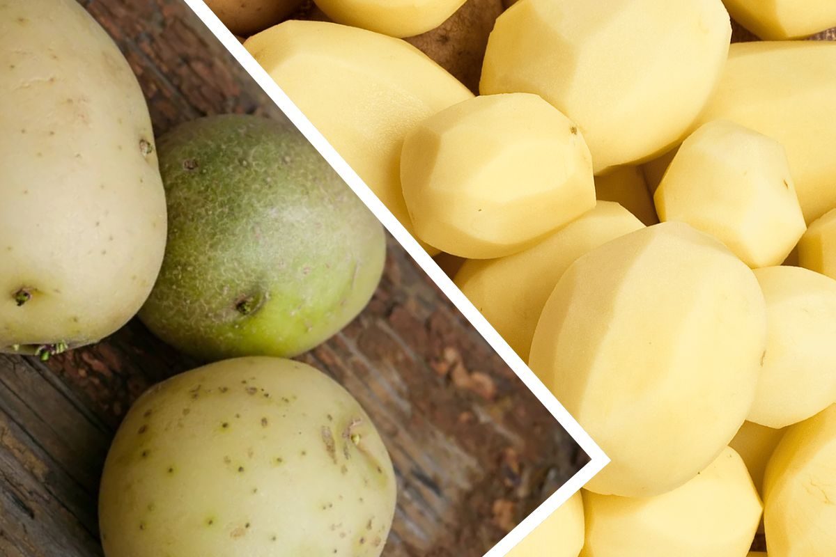 நிறம் மாறிய உருளைக்கிழங்கு!! சப்பிடலாமா.? கூடாதா.?