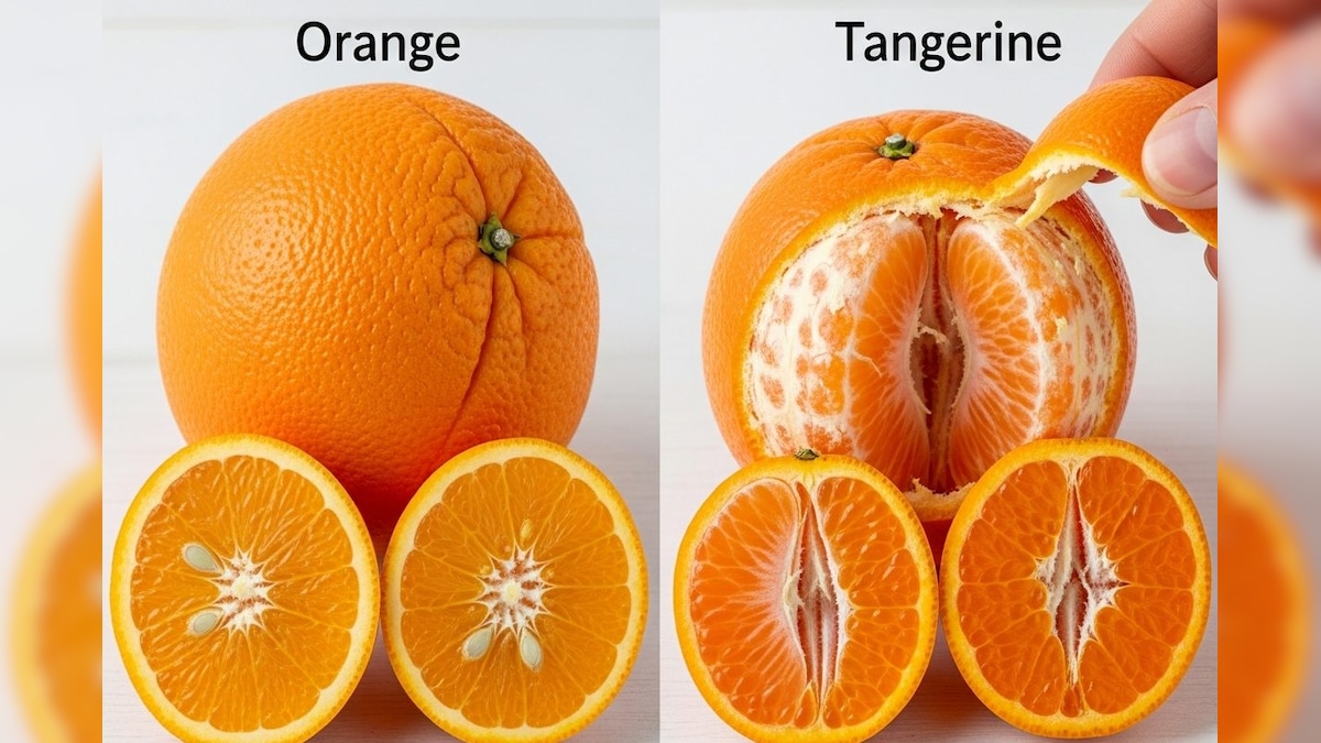 Orange vs Tangerine | ஆரஞ்சு vs டேன்ஜரின் பழங்கள்.. இரண்டுக்கும் வித்தியாசம் தெரியுமா? | ட்ரெண்டிங் - News18 தமிழ்