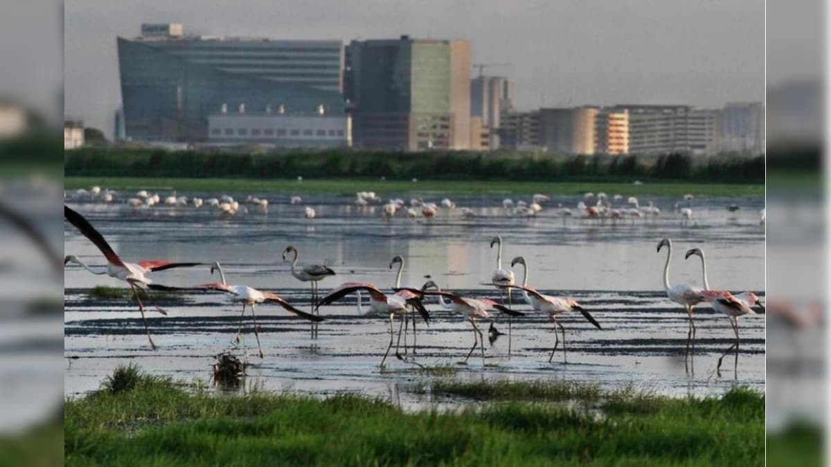 பள்ளிக்கரணை சதுப்பு நிலத்தில் கட்டுமான பணிகளுக்கு தடை நீட்டிப்பு - ஐகோர்ட் | தமிழ்நாடு - News18 தமிழ்