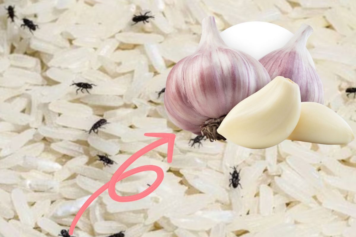 ஐந்தே ஐந்து பூண்டு போதும்.. அரிசியில் வண்டு, புழு பிரச்சனையே வராது