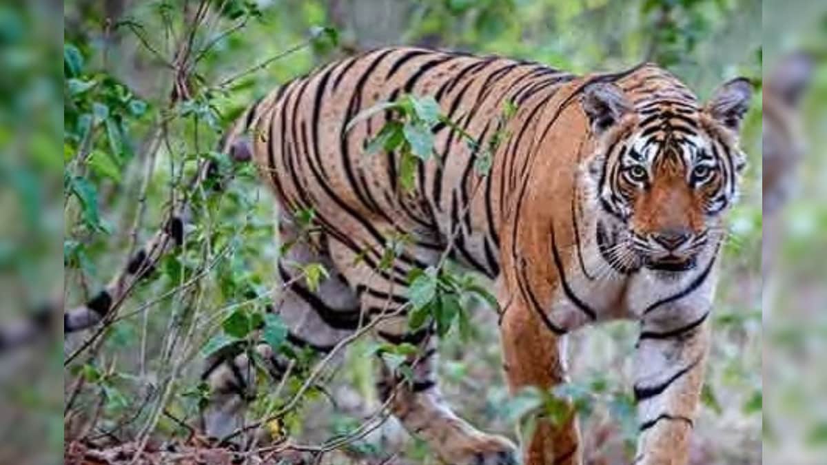 பெண்ணை அடித்துக் கொன்ற ஆட்கொல்லி புலி சிக்குமா..? தேடும் பணியில் வனத்துறையினர் தீவிரம்! | தமிழ்நாடு - News18 தமிழ்