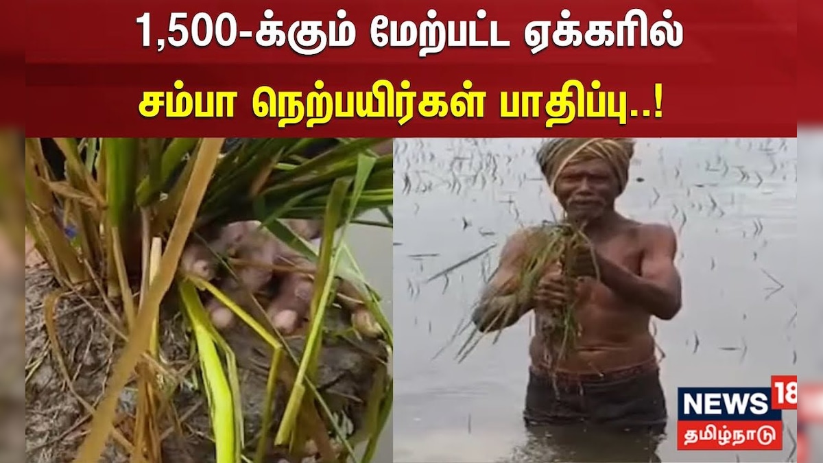 Mayiladuthurai Rain | 1,500-க்கும் மேற்பட்ட ஏக்கரில் சம்பா நெற்பயிர்கள் பாதிப்பு | Agriculture | தமிழ்நாடு - News18 தமிழ்