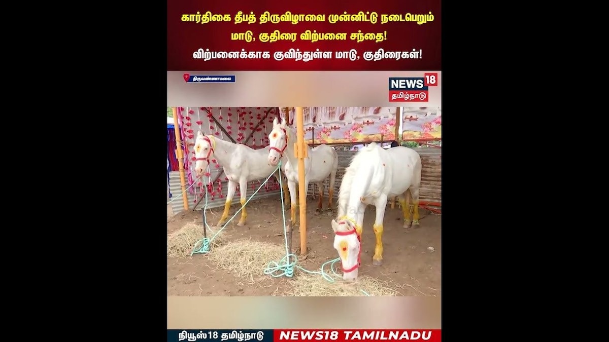 Karthigai Deepam | கார்திகை தீபத் திருவிழாவை முன்னிட்டு நடைபெறும் மாடு, குதிரை விற்பனை சந்தை! | N18S