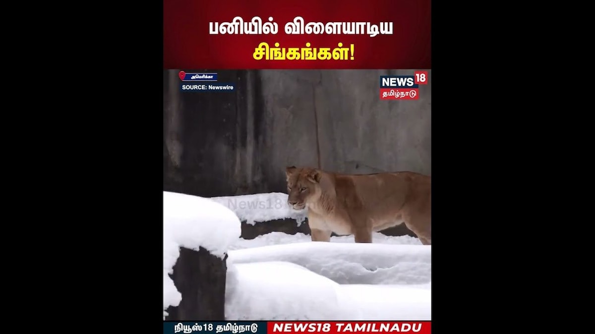 Lion Playing in Snow | பனியில் விளையாடிய சிங்கங்கள்! | America | Animal Video N18G