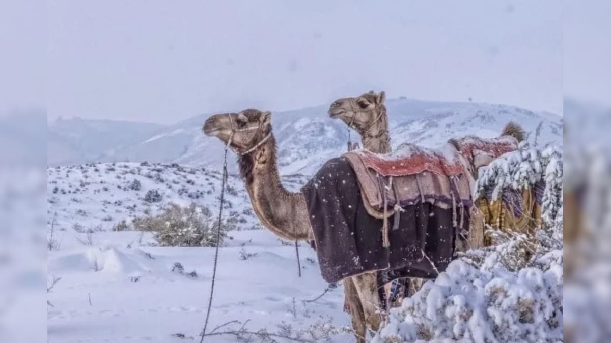 ஒட்டகங்கள் மீது கொட்டும் பனி.. கடும் குளிரில் நடுங்கும் சவுதி அரேபியா.. 30 ஆண்டுகளில் இல்லாத வானிலை.. | உலகம் - News18 தமிழ்