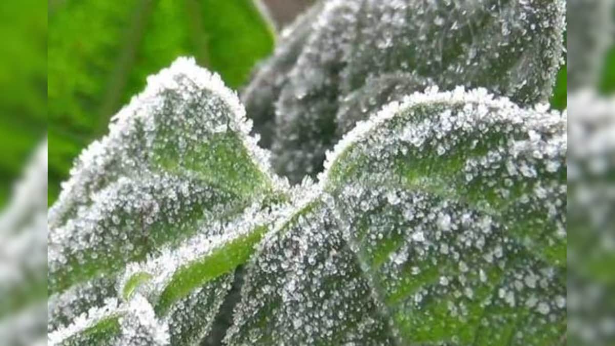 Weather Update | இன்று நீலகிரிக்கு உறைபனி எச்சரிக்கை.. வானிலை மையம் முக்கிய அப்டேட்..! | தமிழ்நாடு - News18 தமிழ்