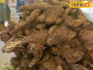 அதிகரிக்கும் முடவாட்டுக்கால் கிழங்கு பயன்பாடு... இயற்கைக்கு ஆபத்தாக அமைவதாக அலர்ட்...