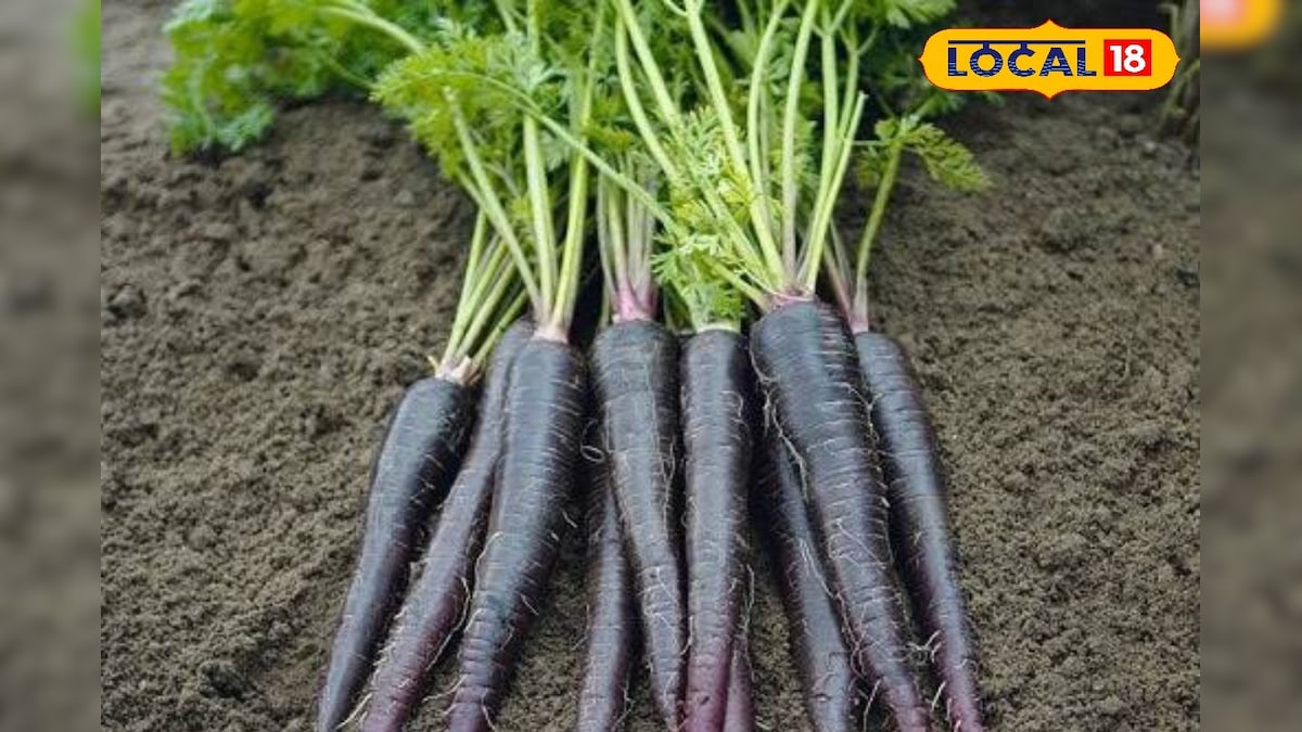 என்னது கருப்பு கலர்ல கேரட்டா... அரசின் சூப்பர் திட்டம்... என்ன ஸ்பெஷல் இருக்கு தெரியுமா..? | விவசாயம் - News18 தமிழ்