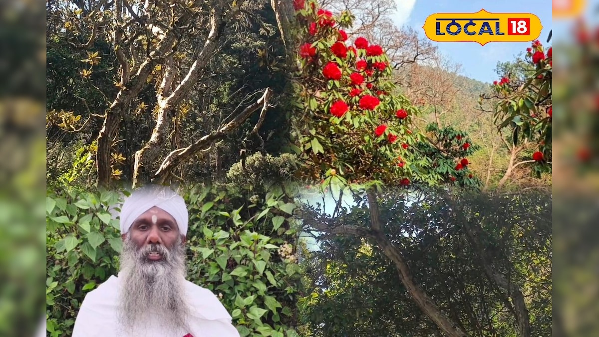 காட்டுத் தீயில் கருகும் உயிர்களுக்கு காவலனான மரம்... இயற்கையில் இப்படியும் ஒரு அதிசயம்... | நீலகிரி - News18 தமிழ்