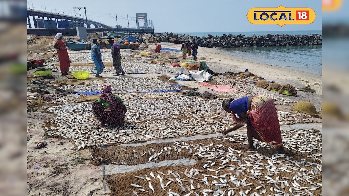 புயலுக்கு பின் மீண்டும் சுறுசுறுப்பாக வேலையை ஆரம்பித்த மீனவ பெண்கள்...! | ராமநாதபுரம் - News18 தமிழ்