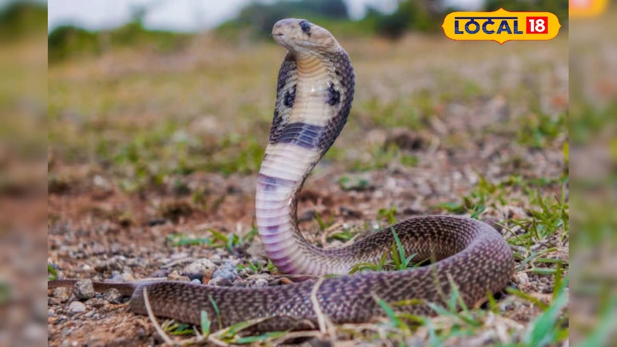 பாம்பை பேசியே விரட்டிய  மூதாட்டி.. சமூக வலைத்தளங்களில் பரவும் வைரல் காட்சி..!  | தமிழ்நாடு - News18 தமிழ்