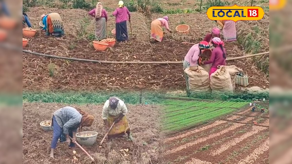 பிரேக் எடுத்த மழை... மலை மாவட்டத்தில் மளமளவென நடக்கும் உருளைக்கிழங்கு சாகுபடி... | நீலகிரி - News18 தமிழ்