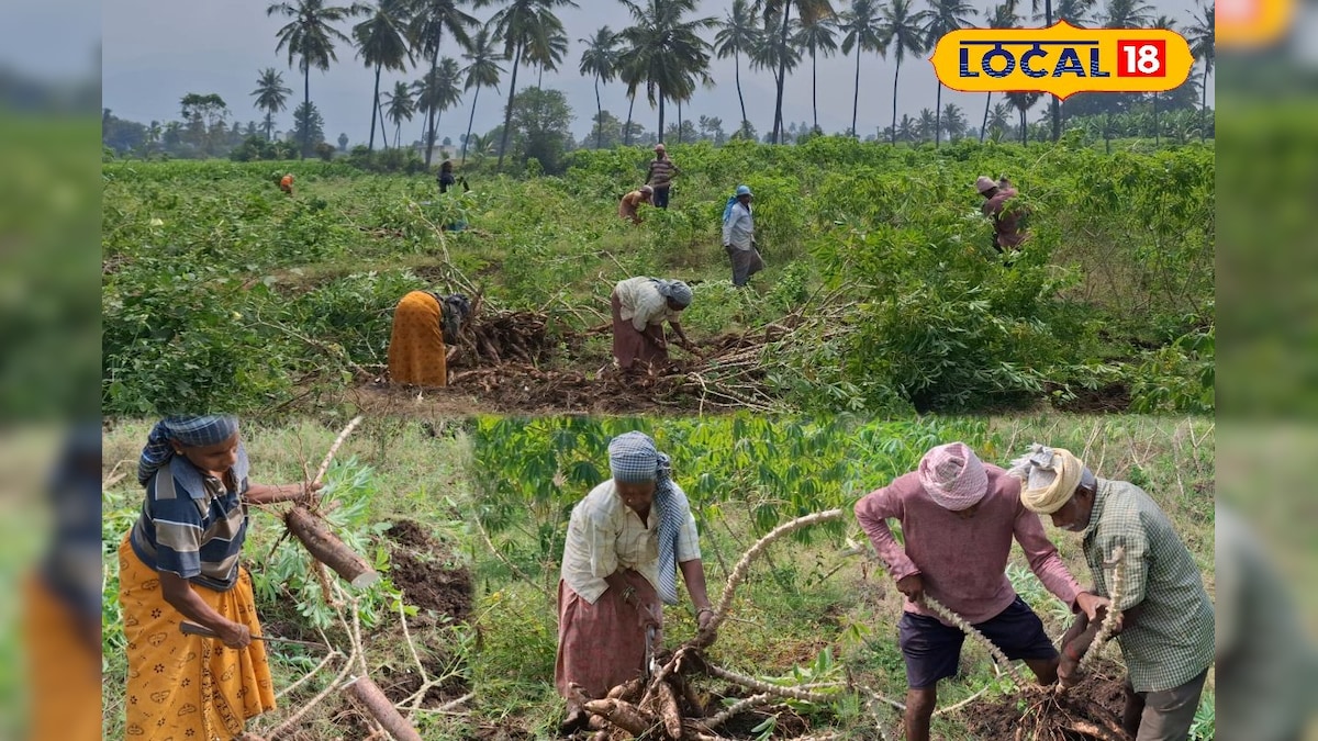 விலை நிர்ணயம் இல்லை... அறுவடை பணியில் தீவிரம் காட்டும் மரவள்ளிக்கிழங்கு விவசாயிகள் | சேலம் - News18 தமிழ்