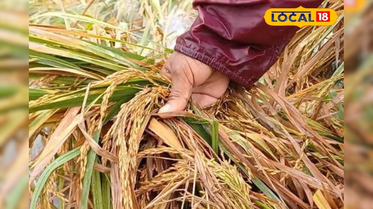 பசுமை இல்ல வாயுவை வெளியிடும் பயிர்கள்... மழை நீரில் மூழ்கும் பயிர்களால் இப்படியொரு பாதிப்பா... | விவசாயம் - News18 தமிழ்