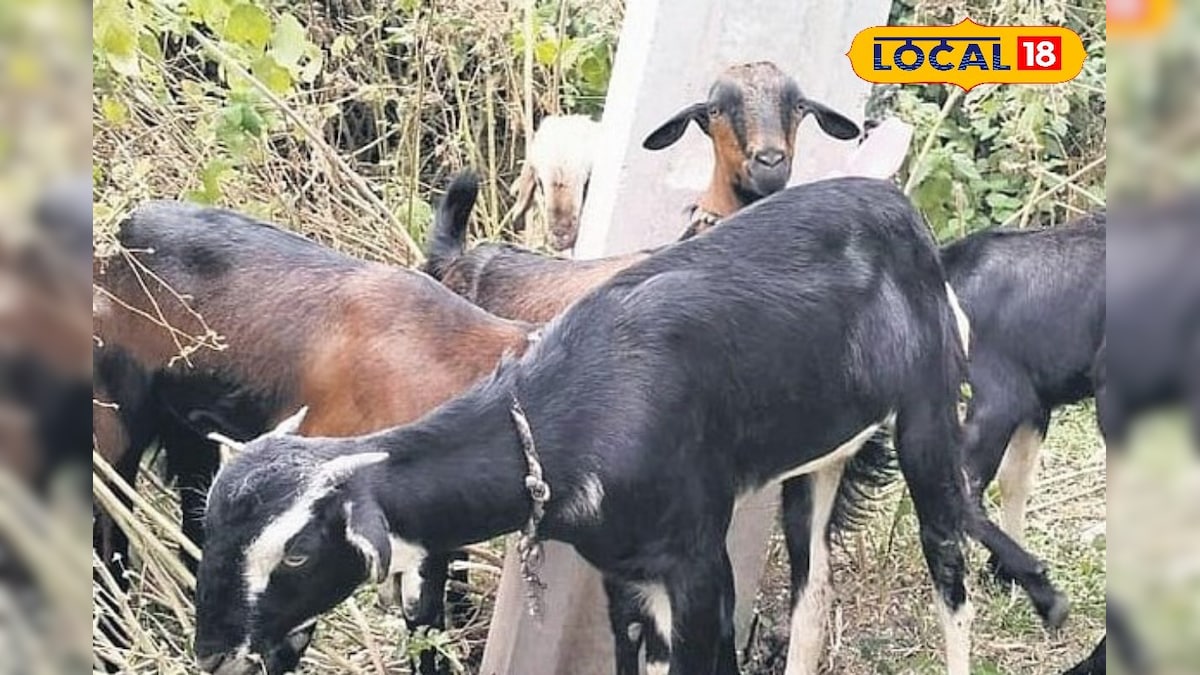 தோட்டத்துக்குள் புகுந்து ஆடுகளை வேட்டையாடி மர்ம விலங்குகள் - அச்சத்தில் கோவை மக்கள்... | தமிழ்நாடு - News18 தமிழ்