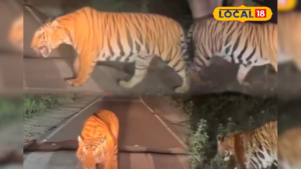 முகத்திற்கு நேரக நின்று மிரட்டிய காட்டு புலி - சமூக வலைத்தளங்களில் வைரல்... | நீலகிரி - News18 தமிழ்