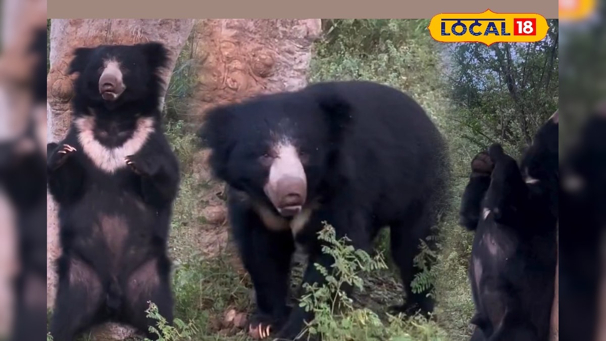 அடடா எவ்வளவு சுகமா இருக்கு... மரத்தில் முதுகை தேய்க்கும் கரடி... வைரலாகும் வீடியோ... | நீலகிரி - News18 தமிழ்