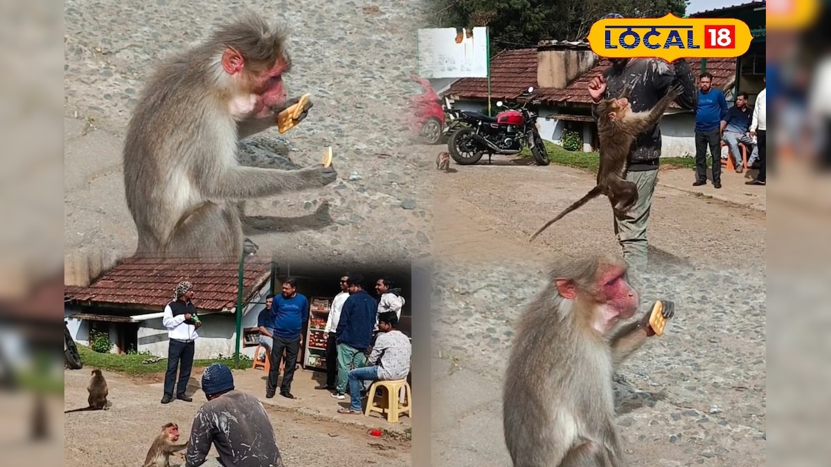 குரங்குகளின் ஆரோக்கியத்திற்கே இது ஆபத்து... சுற்றுலாப் பயணிகள் செயலால் புது பிரச்சினை... | நீலகிரி - News18 தமிழ்