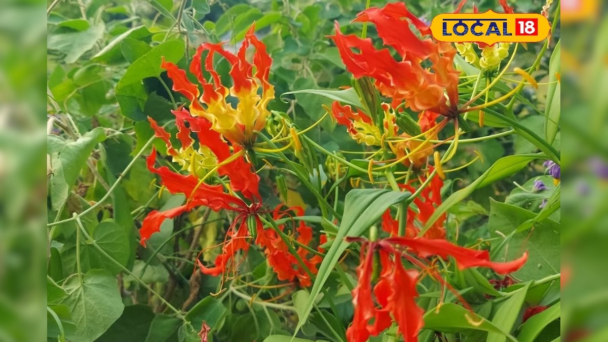 அமெரிக்கா, ஐரோப்பா மக்களுக்கு ஃபேவரைட் பூ - நெல்லையில் பூத்துக் குலுங்கும் செங்காந்தள் மலர்கள்.. | திருநெல்வேலி - News18 தமிழ்