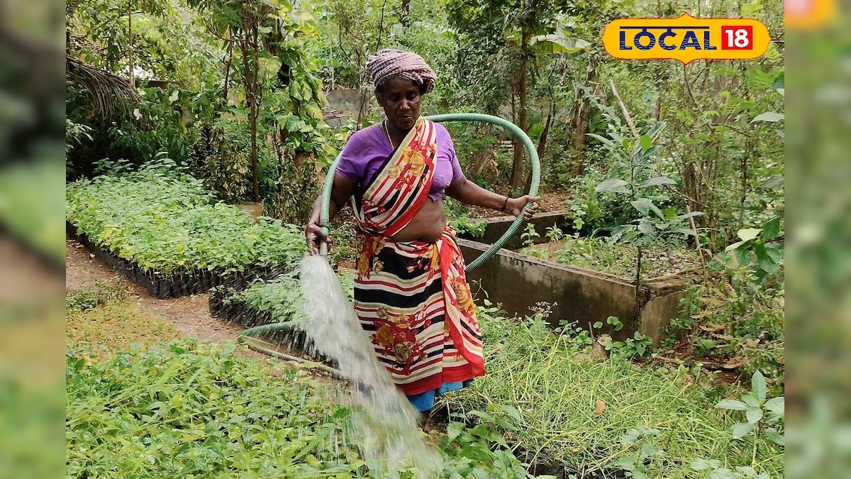 ‘பசுமை ஹாட்ஸ்பாட்’ ஆக மாறிய தமிழக கிராமம்!! உள்ளூரிலிருந்து வெளியூர் வரை பறக்கும் மரக்கன்றுகள்... | தமிழ்நாடு - News18 தமிழ்
