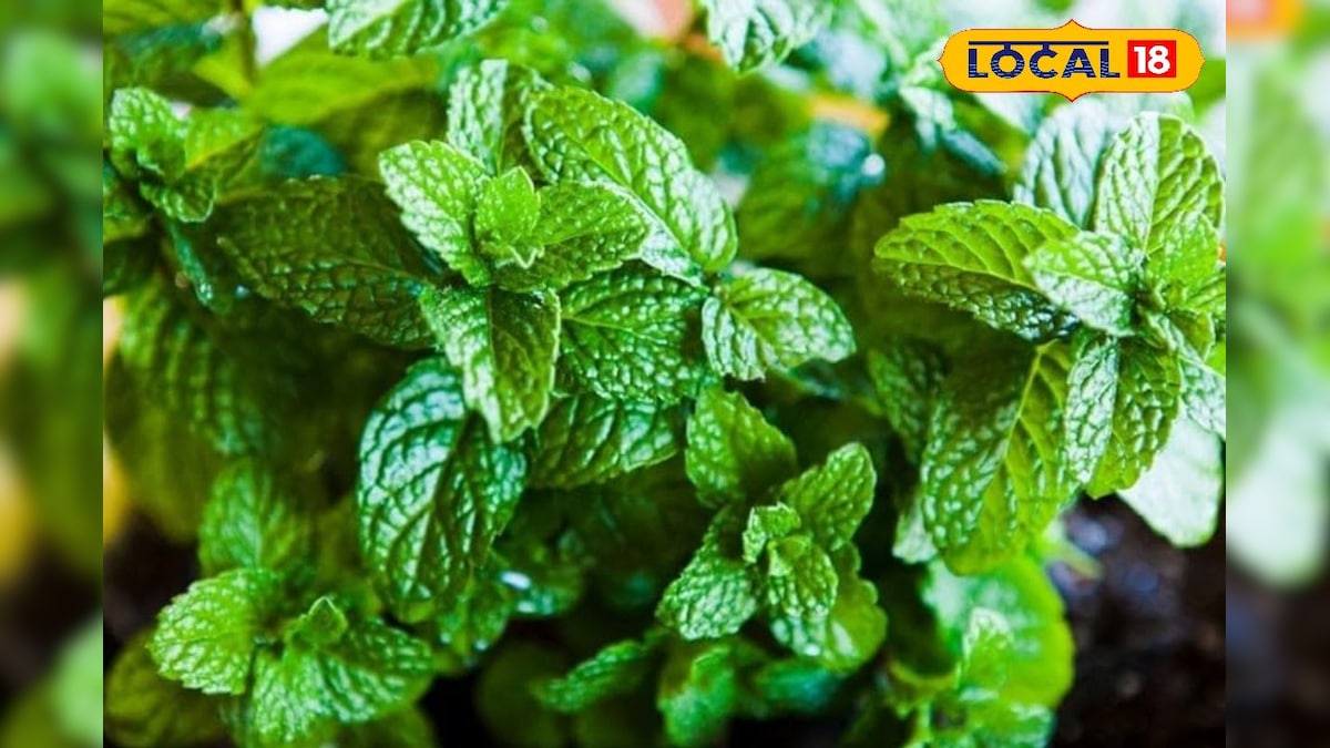 வீட்டில் புதினா செடி வளர்ப்பது எப்படி... பச்சை பசேலேன வளர இந்த 5 டிப்ஸ் யூஸ் பண்ணுங்க... | தமிழ்நாடு - News18 தமிழ்