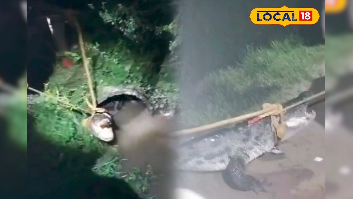 தஞ்சையை பதறவைத்த 8 அடி நீள முதலை... வைரலான திக் திக் சம்பவம்... | தஞ்சாவூர் - News18 தமிழ்