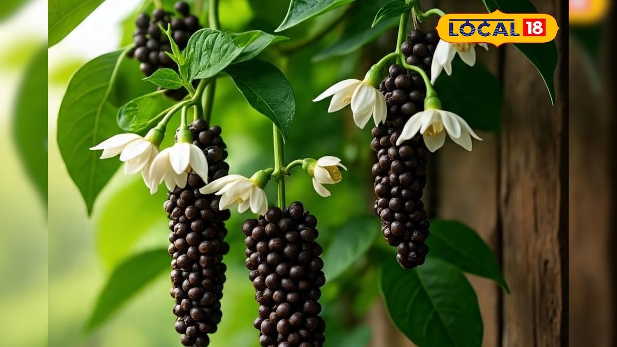 பல்வேறு வியாதிகளை குணப்படுத்தும் மருந்து... இனி வீட்டிலேயே மிளகு செடி வளர்க்கலாம்... எப்படி தெரியுமா..? | லைஃப்ஸ்டைல் - News18 தமிழ்