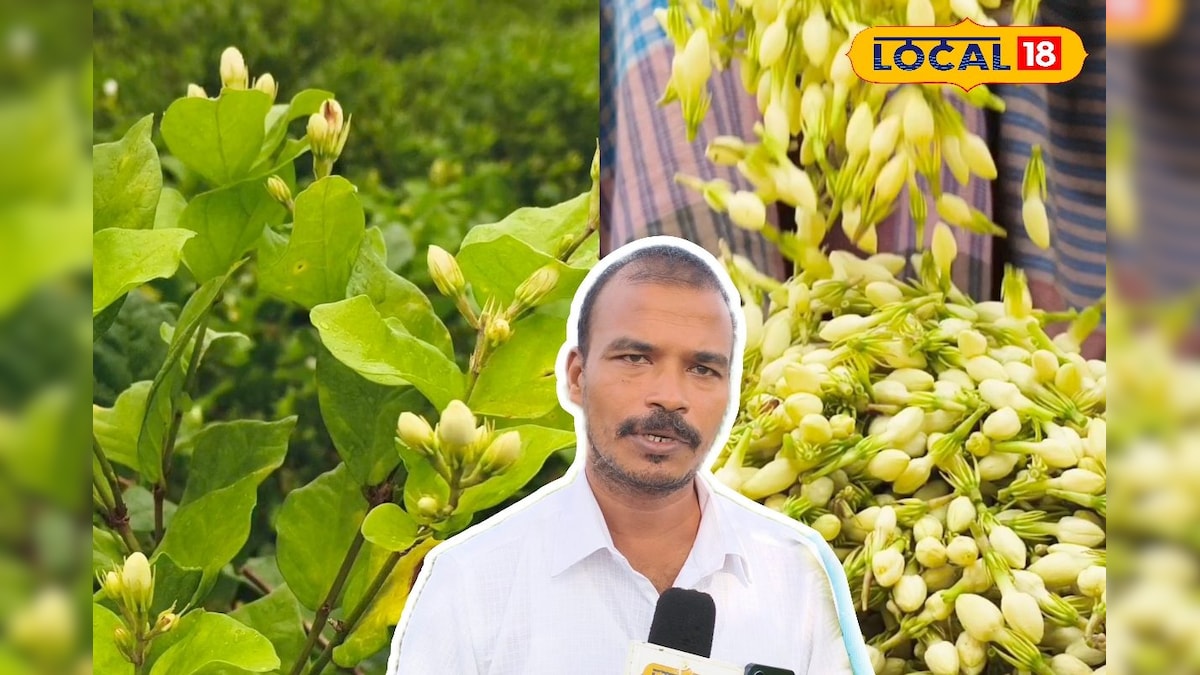 தஞ்சையில் வீசும் மல்லிகை வாசம்... நுணுக்கத்தை கையாண்டு சாகுபடியில் அசத்தி வரும் வழக்கறிஞர் | தமிழ்நாடு - News18 தமிழ்