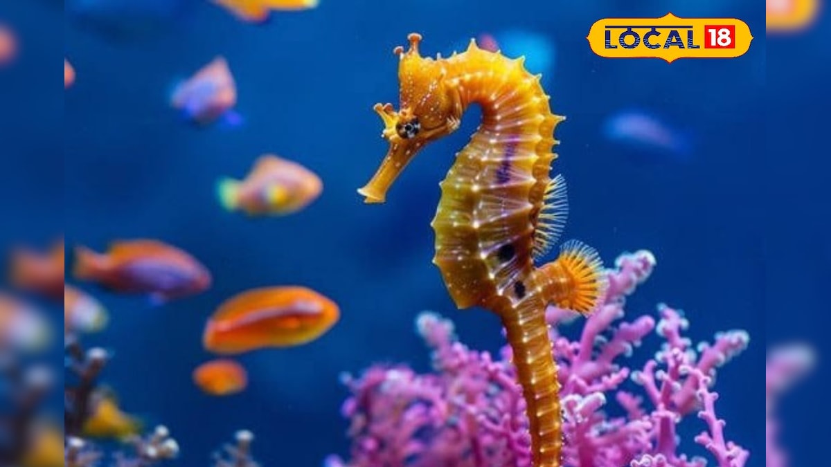 மருந்துப்பொருட்கள் தயாரிக்கும் பயன்படும் கடல்குதிரை.. ஆனாலும் பிடிக்க தடை ஏன் தெரியுமா ? | லைஃப்ஸ்டைல் - News18 தமிழ்