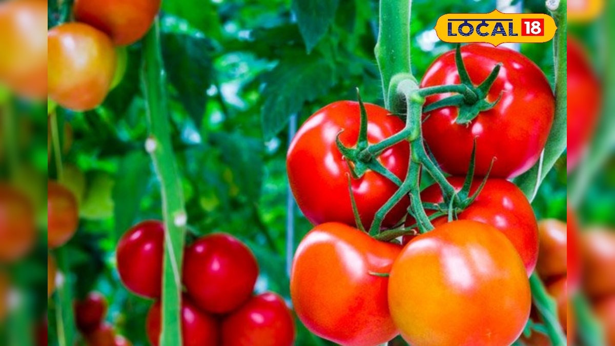 மாடி தோட்டத்தில் தக்காளி விளைச்சல் டபுள் ஆகணுமா? இந்த ட்ரிக் பாலோ பண்ணுங்க... | தமிழ்நாடு - News18 தமிழ்