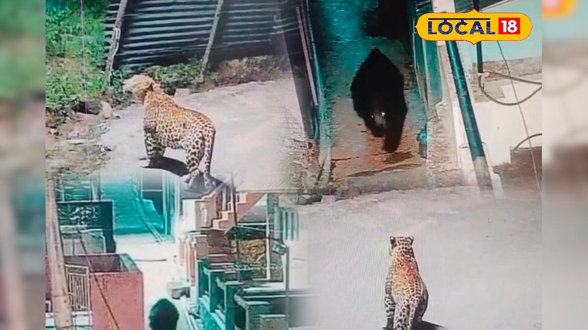 சிட்டிக்குள் வந்த சிறுத்தை... பீதியில் உறைந்த மக்கள்... வனத்துறைக்கு விடுத்த கோரிக்கை... | நீலகிரி - News18 தமிழ்