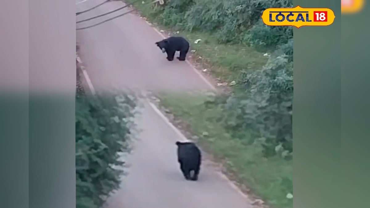 ஊட்டி அருகே சாலையில் வாக்கிங் வந்த கரடி... அலறியடித்து ஓட்டமெடுத்த மக்கள்... | நீலகிரி - News18 தமிழ்