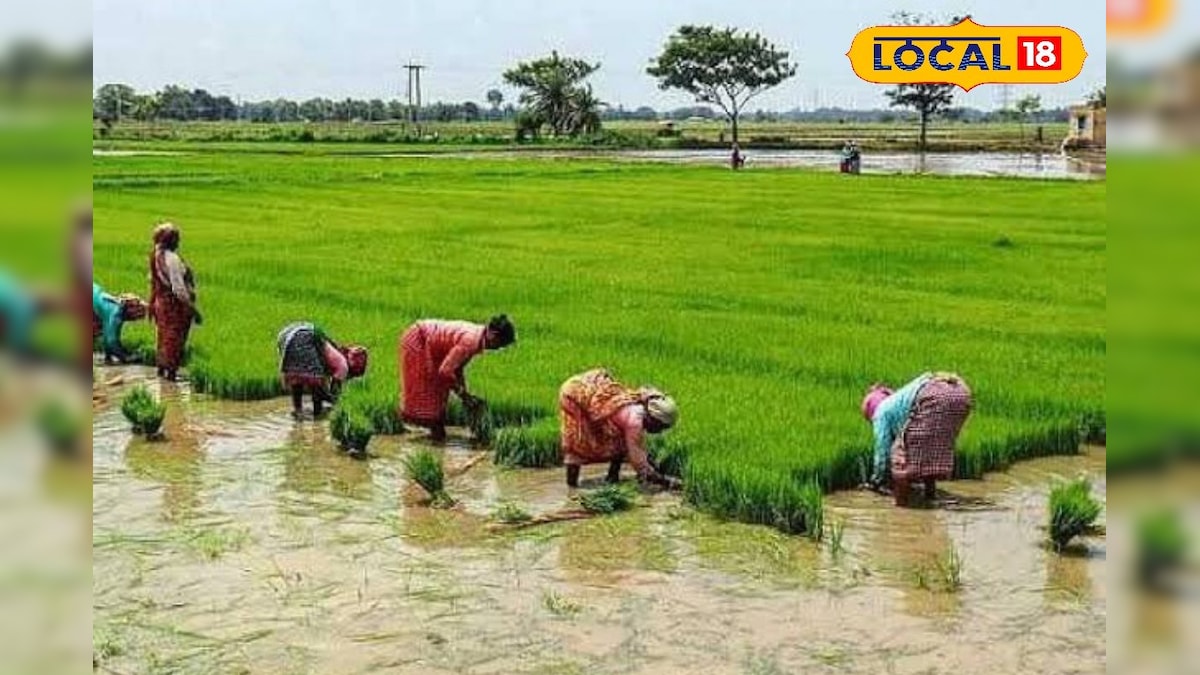 இயற்கை பேரிடரில் பாதிக்கப்படும் தோட்டக்கலை பயிர்கள்.. காப்பீடு செய்ய முழு விவரம் இதோ...! | ராமநாதபுரம் - News18 தமிழ்