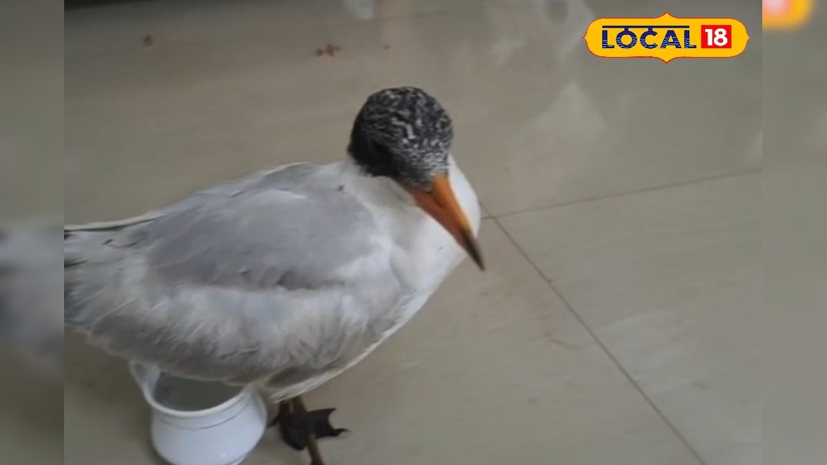 10,000 கி.மீ பறந்து வந்த அரிய வகை பறவை... நாகையில் நடந்த அசம்பாவிதம்... | நாகப்பட்டினம் - News18 தமிழ்