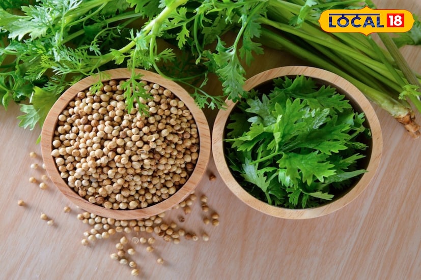 மாடித்தோட்டத்தில் கொத்தமல்லி வளர்ப்பு 