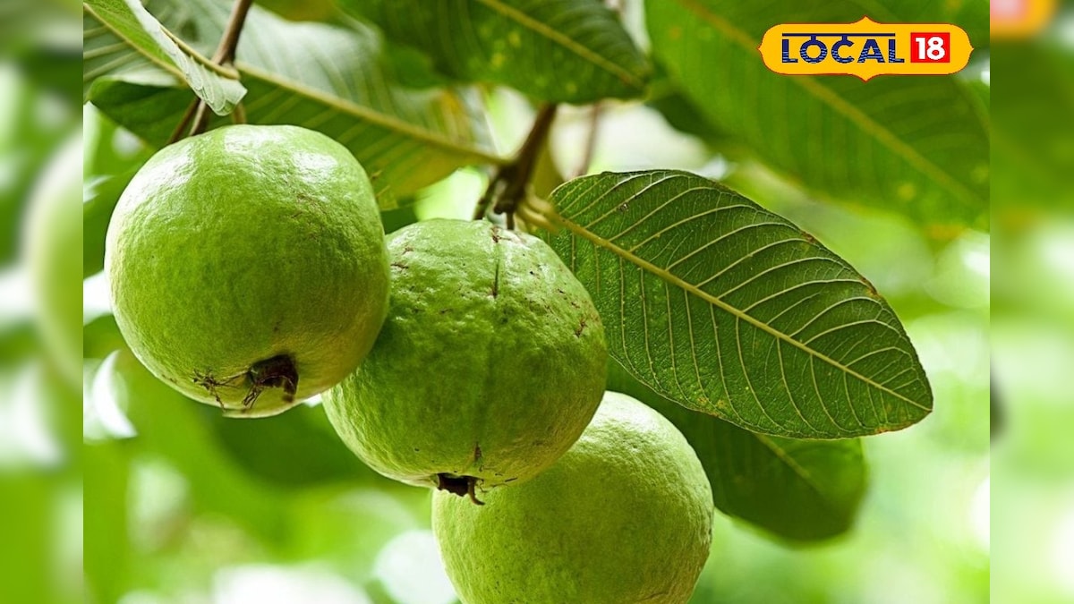 மரத்துல கொய்யாவே காய்க்கலையா ... இந்த 4 டிப்ஸை ட்ரை பண்ணுங்க... நல்ல ரிசல்ட் நிச்சயம் | வணிகம் - News18 தமிழ்