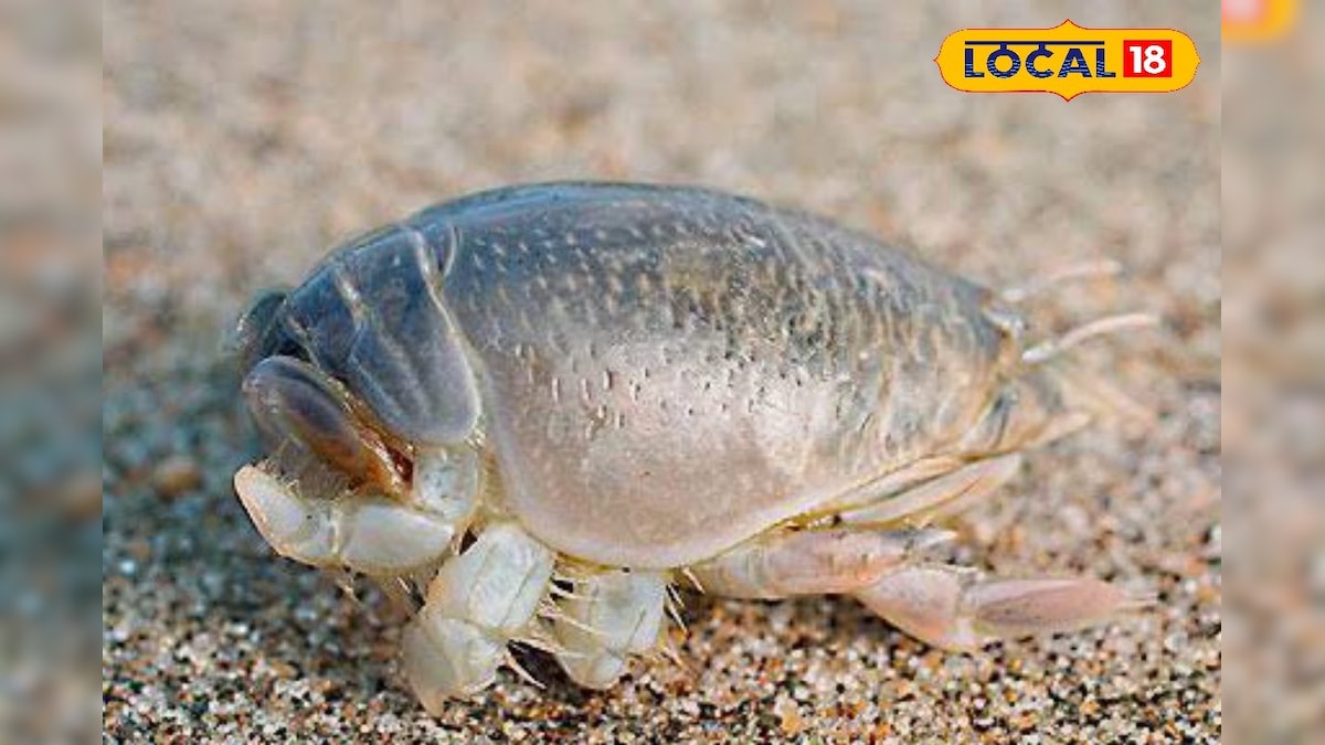 12 கால்களுடன் கடலில் வாழும் பூச்சி.‌.. நண்டு இனத்தைச் சேர்ந்த இல்லிப்பூச்சியின் ரகசியம்  தெரியுமா ? | லைஃப்ஸ்டைல் - News18 தமிழ்