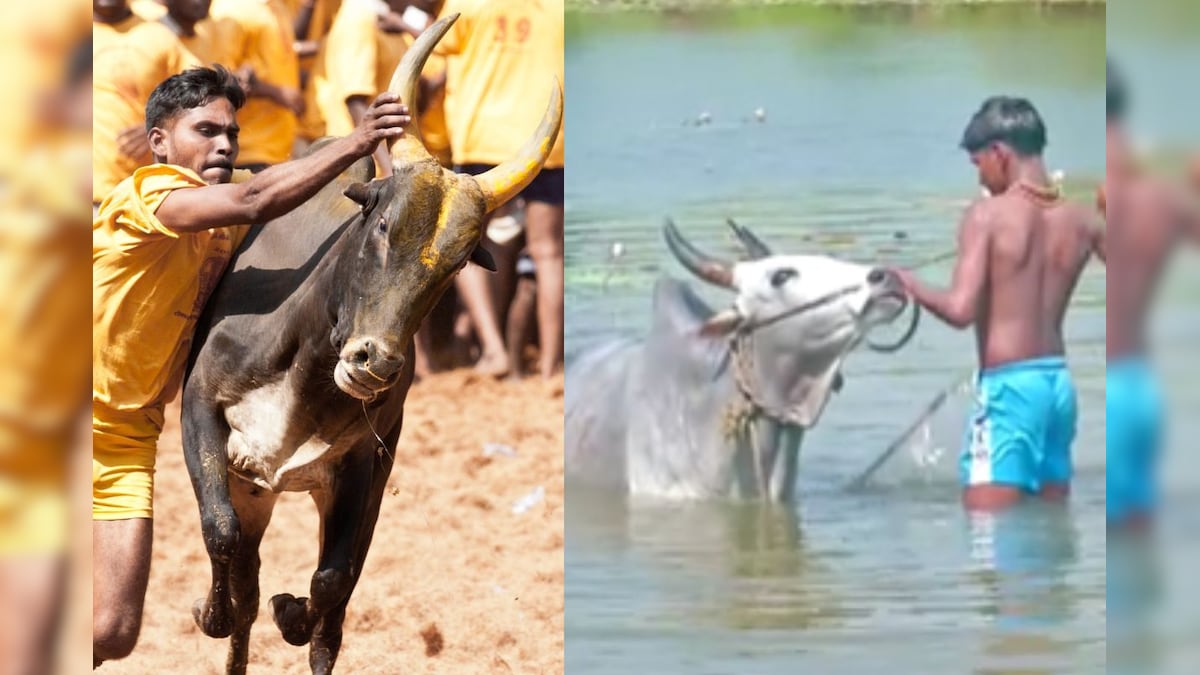 Madurai Jallikattu | வரப்போகுது ஜல்லிக்கட்டு.. களத்தில் மல்லுக்கட்ட நெருப்பாக தயாராகும் காளைகள்..! | தமிழ்நாடு - News18 தமிழ்