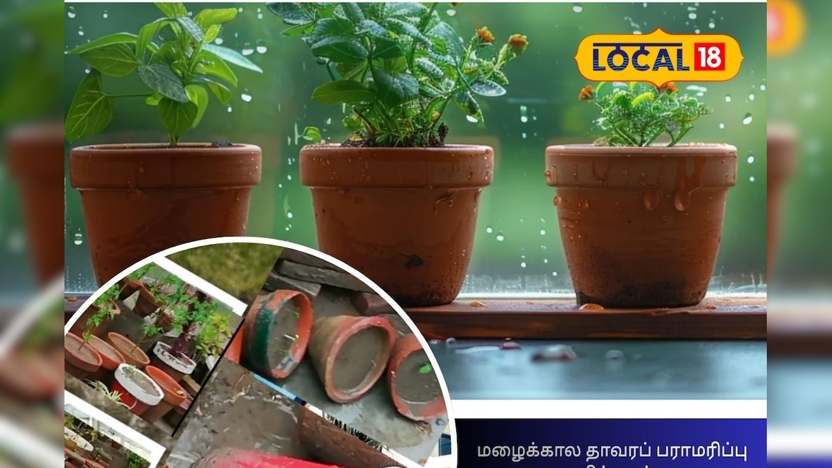 தண்ணீர் தேக்கம் செடிக்கு ஆபத்து!! மழைக்கால பாதுகாப்பு ட்ரிக் பாலோ பண்ணுங்க... | லைஃப்ஸ்டைல் - News18 தமிழ்