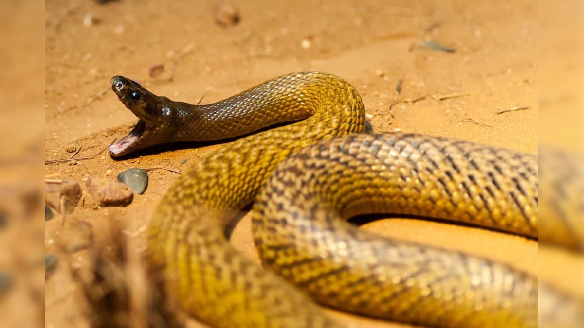 Snake | ஒரே கடியில் 100 பேரை கொல்லும் விஷம் கொண்ட பாம்பு.. உலகிலேயே மிக ஆபத்தான பாம்பு இதுதான்! | ட்ரெண்டிங் - News18 தமிழ்