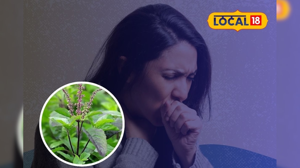 மூலிகைகளின் ராணி துளசி - வரட்டு சளி, இரும்பலை போக்கும் மேஜிக் மூலிகைச் செடி... | தமிழ்நாடு - News18 தமிழ்