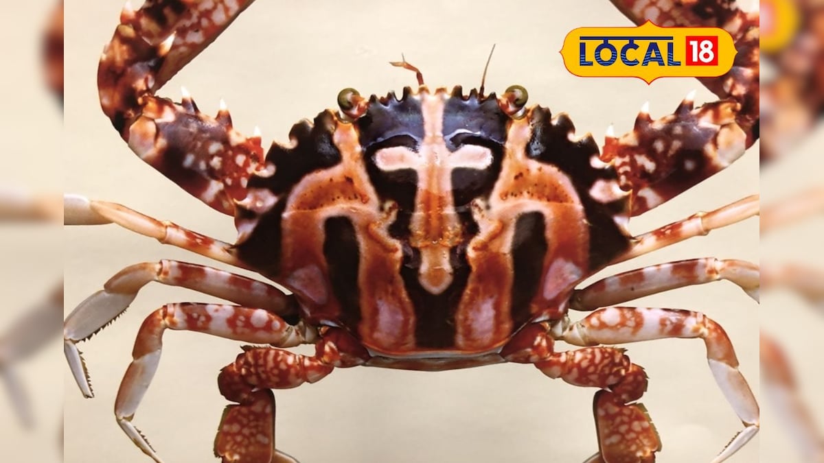 கடலில் விழுந்த சிலுவை கரை தேடி வந்த ஆச்சரியம்... சிலுவை நண்டின் பின்னணியில் உள்ள சுவாரஸ்யம்... | ஆன்மிகம் - News18 தமிழ்