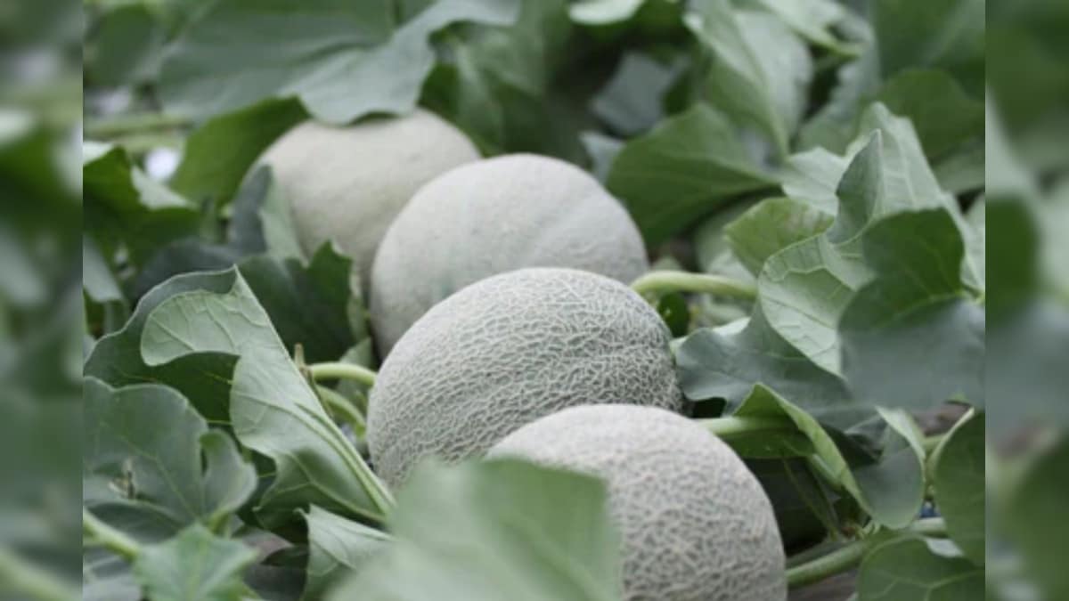 Luxurious Fruit | உலகின் மிகவும் ஆடம்பரமான பழம்... எந்த நாட்டில் விளைகிறது...? அதன் விலை என்ன தெரியுமா...? | ட்ரெண்டிங் - News18 தமிழ்