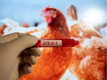 பறவை காய்ச்சல்