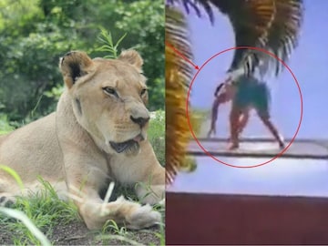 சிங்கத்தின் கூண்டுக்குள் அத்துமீறி நுழைந்த இளைஞர்