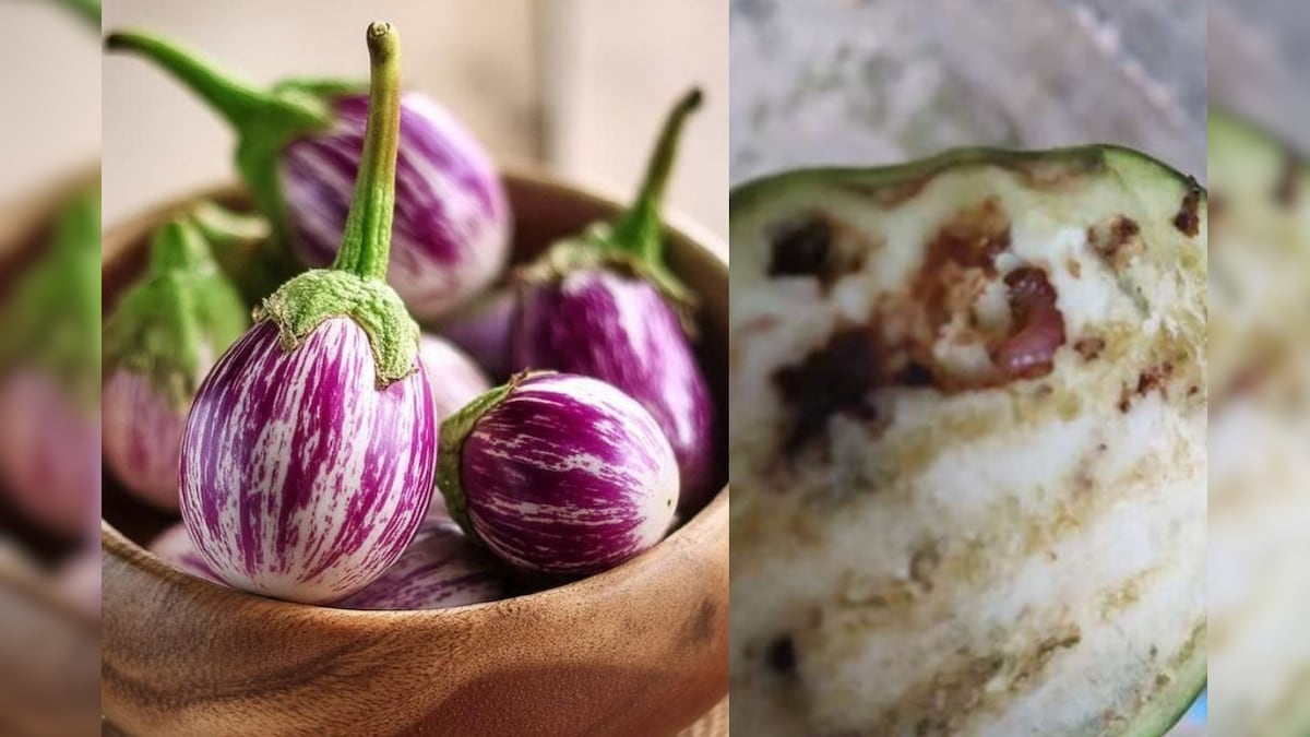 கத்தரிக்காய் வாங்கினால் உள்ளே ஒரே புழுவா இருக்கா..? இப்படி பார்த்து வாங்குங்க..! | லைஃப்ஸ்டைல் - News18 தமிழ்