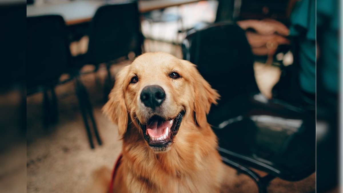 செல்லப் பிராணிகளுக்கு உரிமம் பெறும் காலக்கெடு நிறைவு: இன்று முதல் அபராதம்! | தமிழ்நாடு - News18 தமிழ்