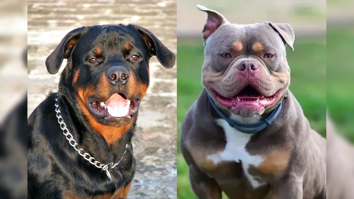 சென்னையில் ராட்வீலர், பிட்புல் நாய்களை புதிதாக வாங்கத் தடை.. மீறினால் ஒரு லட்சம் ரூபாய் அபராதம் | தமிழ்நாடு - News18 தமிழ்